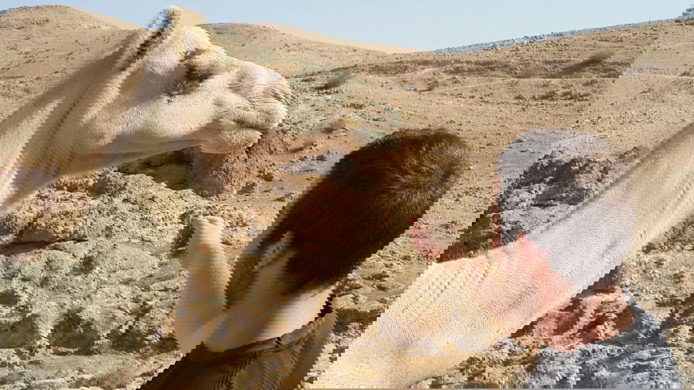 בני המשפחה שנעלמו עם הג'יפ במדבר - אותרו ע"י מסוק