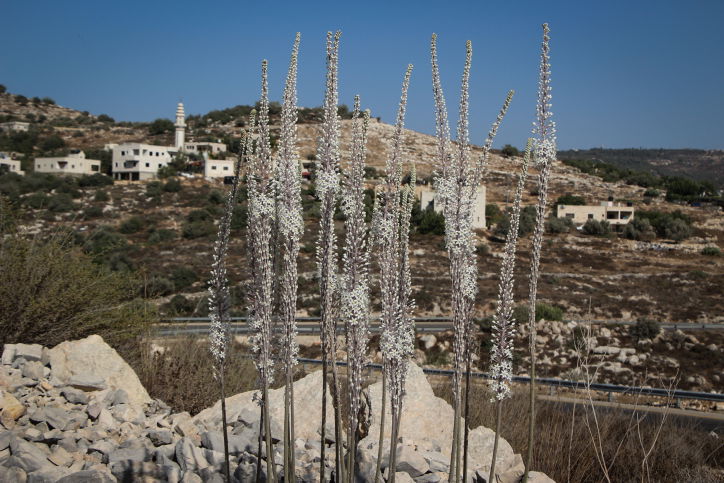 פרחי החצב בגוש עציון