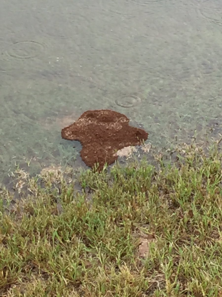 הסיוט הגיע ליוסטון: נמלי אש אדומות ברחובות