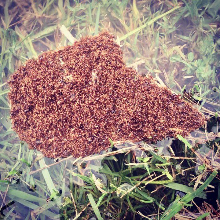 נחילי נמלי האש