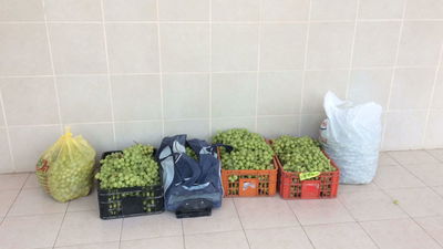 נתפסו "על חם" עם  200 ק"ג ענבים ונעצרו