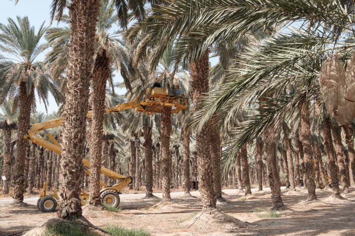 תמרים בקיבוץ קליה