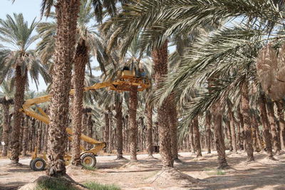 תמרים בקיבוץ קליה