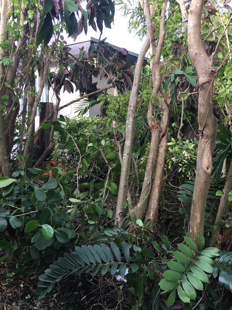 אחרי המבול: תושבי פלורידה מתעוררים להרס רב ברחובות