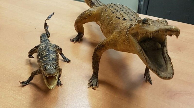 פוחלצי התנינים שנתפסו