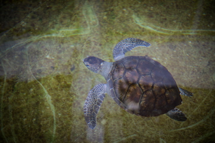 כאן מצילים צבי ים • צפו בתיעוד המצולם