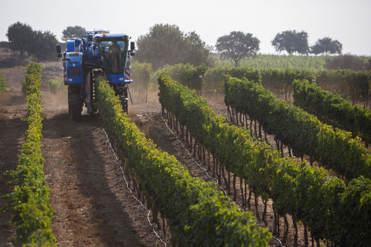קטיף גפנים בגולן
