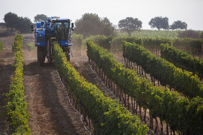 קטיף גפנים בגולן