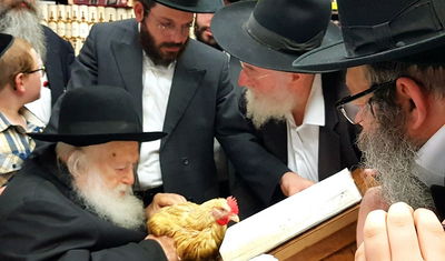 מרן הגר"ח קנייבסקי קיים את מנהג הכפרות • צפו