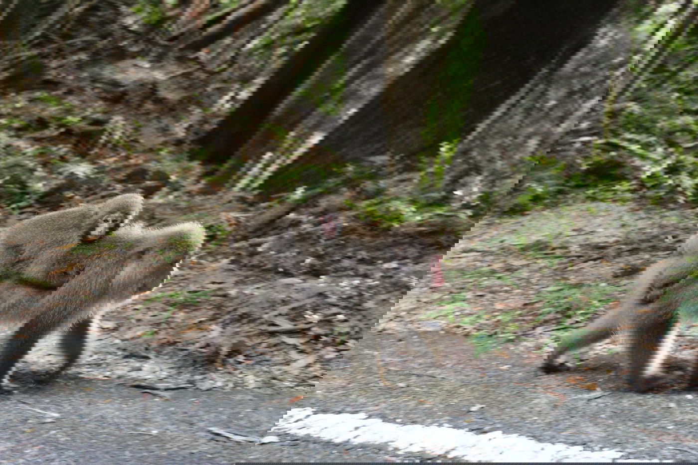 טיול מצולם ליפן המרהיבה: גלריה ענקית