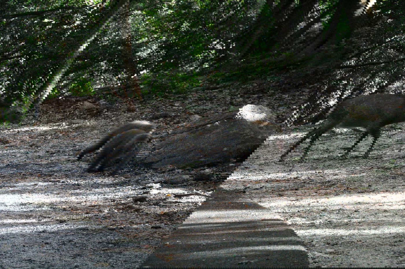 טיול מצולם ליפן המרהיבה: גלריה ענקית