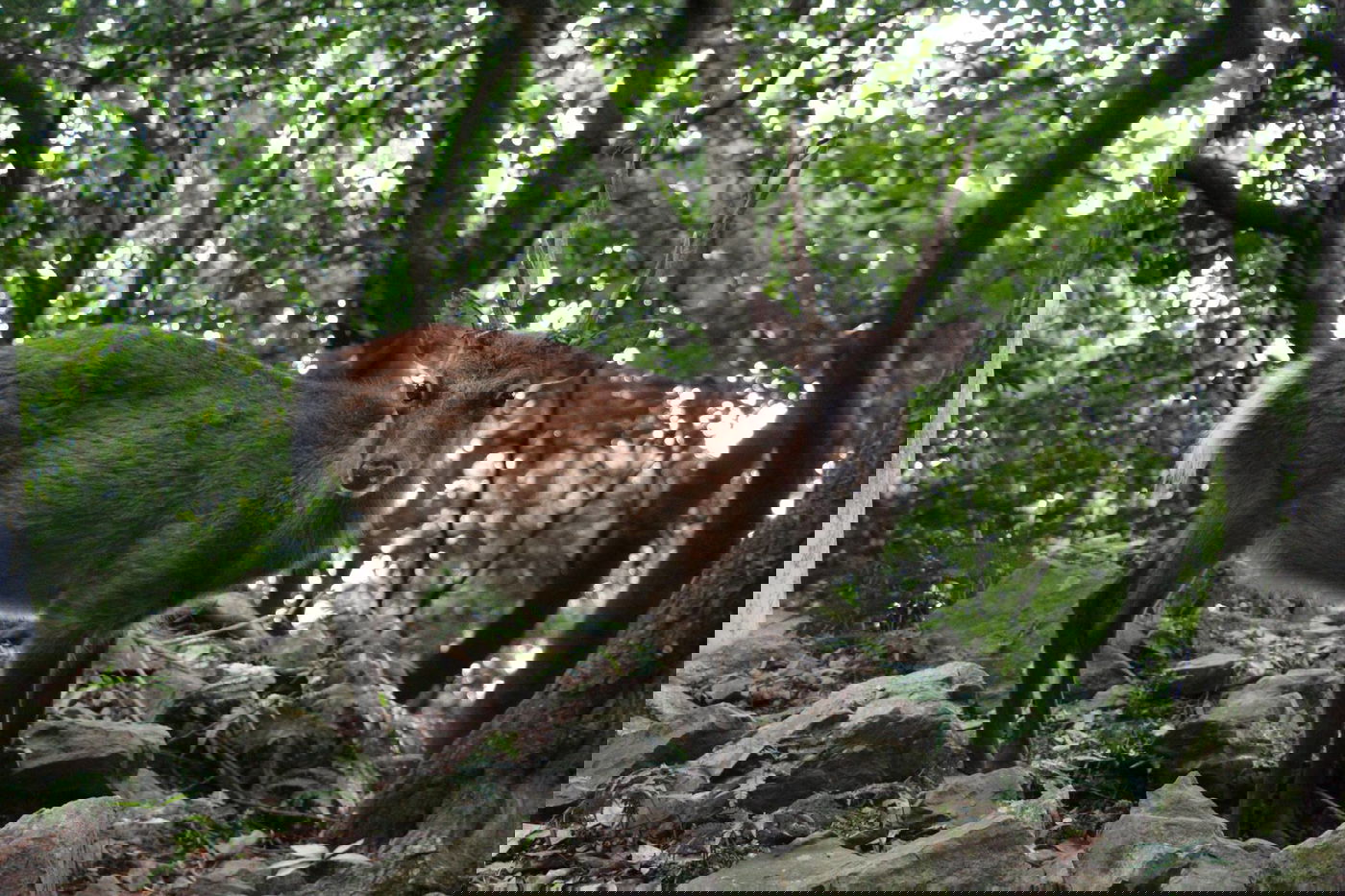 טיול מצולם ליפן המרהיבה: גלריה ענקית