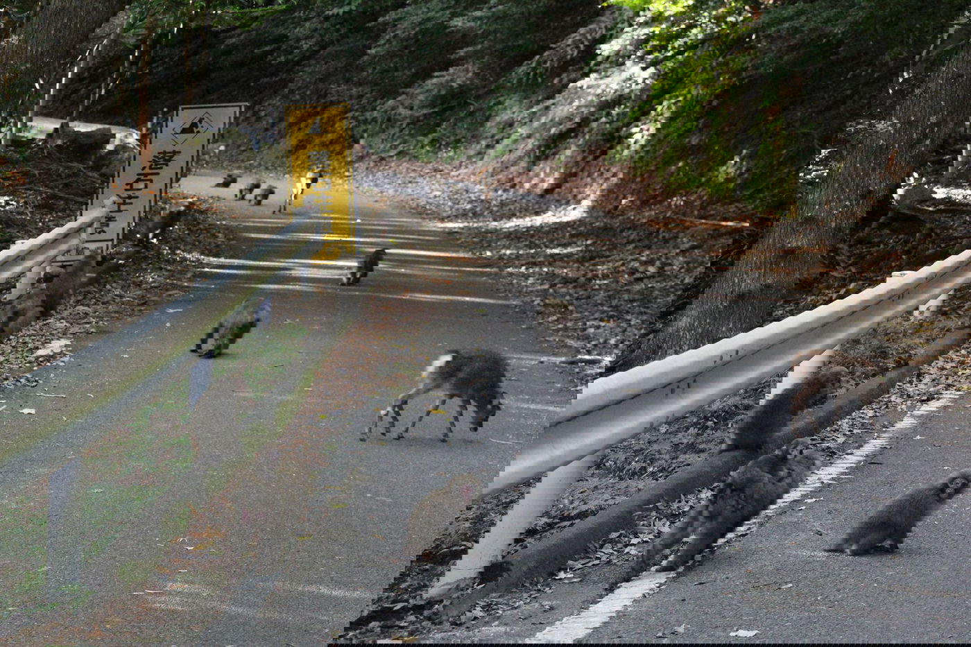 טיול מצולם ליפן המרהיבה: גלריה ענקית