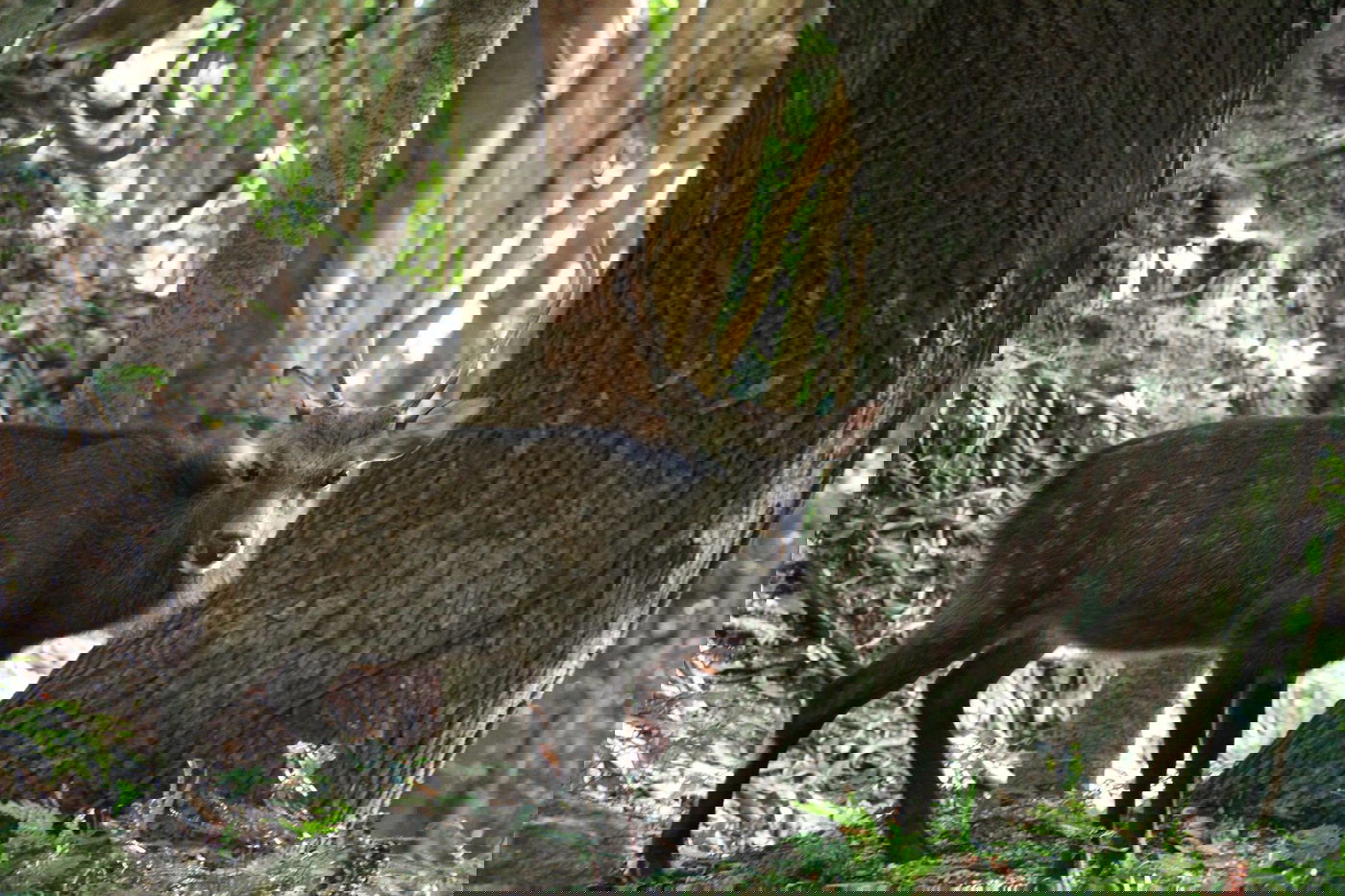 טיול מצולם ליפן המרהיבה: גלריה ענקית