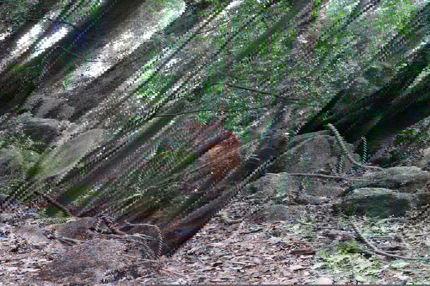 טיול מצולם ליפן המרהיבה: גלריה ענקית