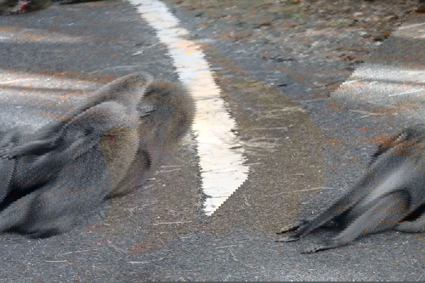 טיול מצולם ליפן המרהיבה: גלריה ענקית