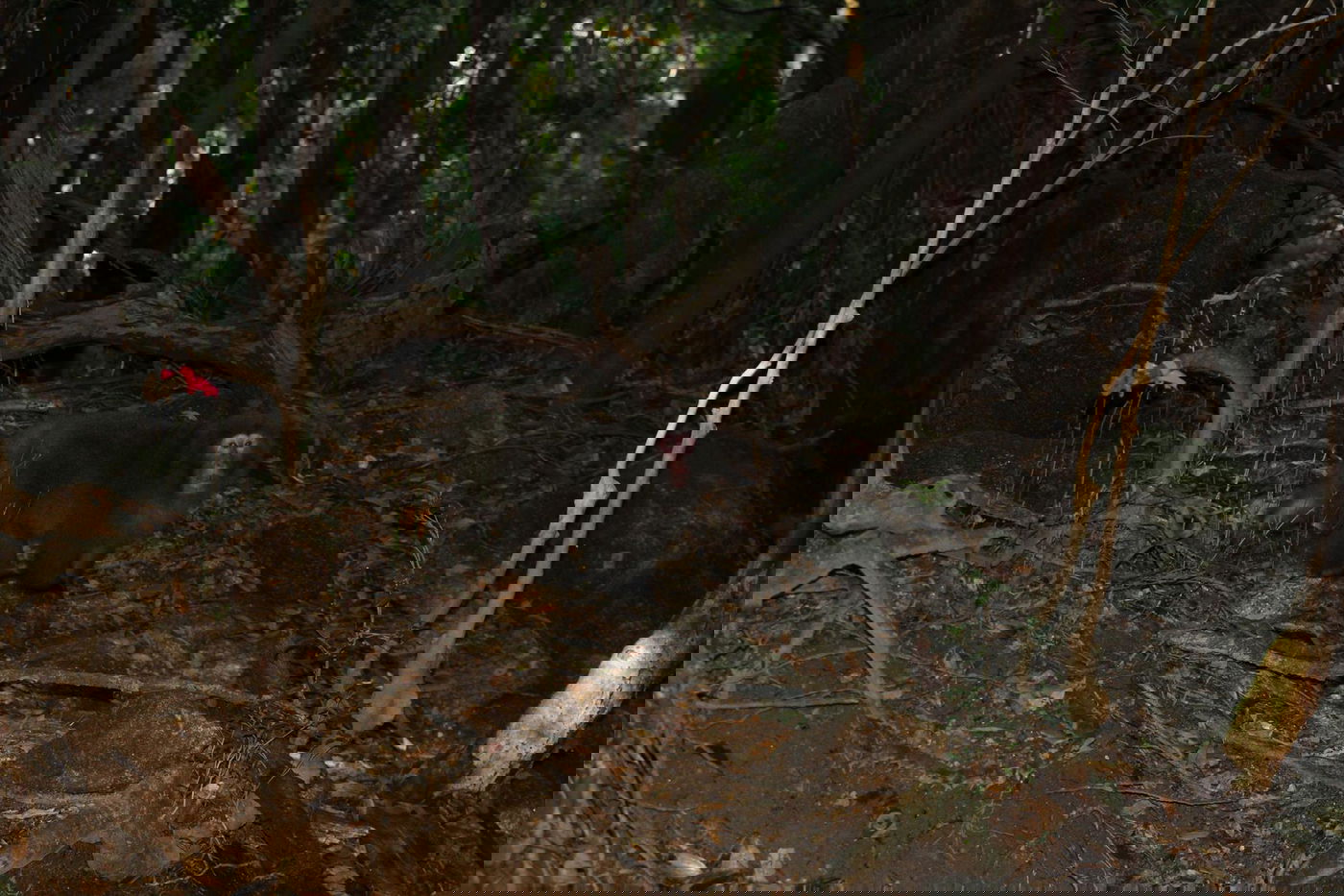 טיול מצולם ליפן המרהיבה: גלריה ענקית