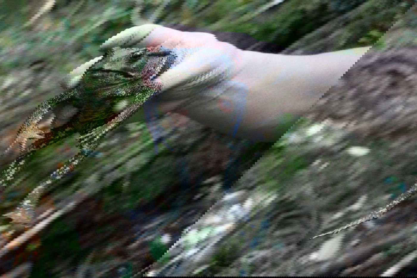 טיול מצולם ליפן המרהיבה: גלריה ענקית