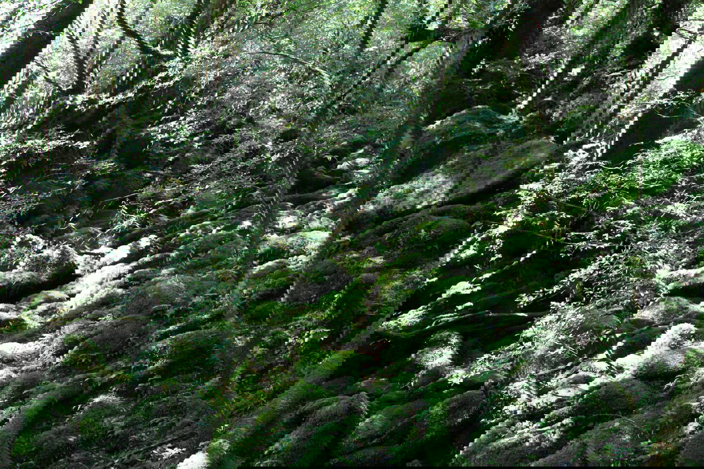 טיול מצולם ליפן המרהיבה: גלריה ענקית