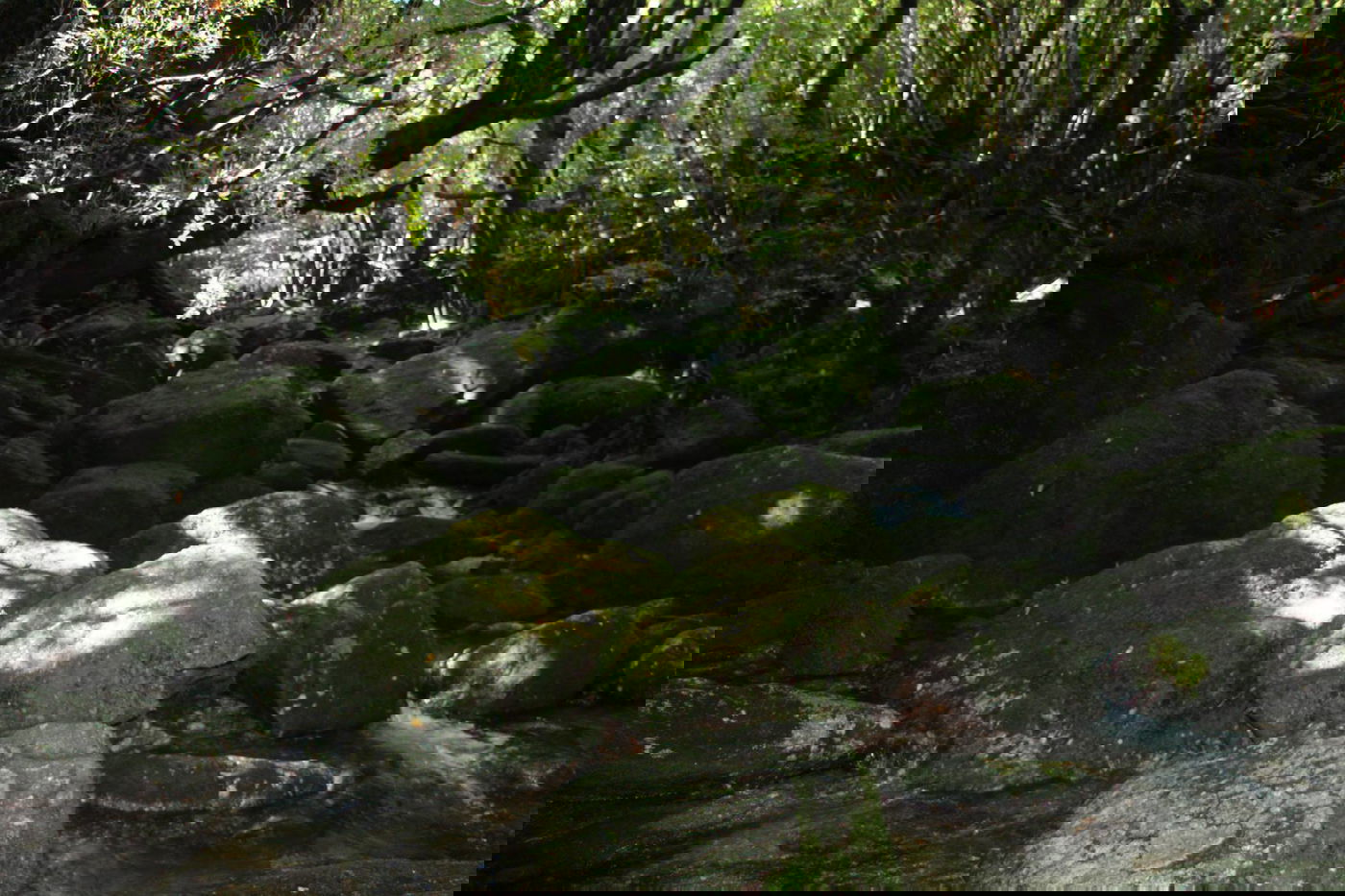 טיול מצולם ליפן המרהיבה: גלריה ענקית