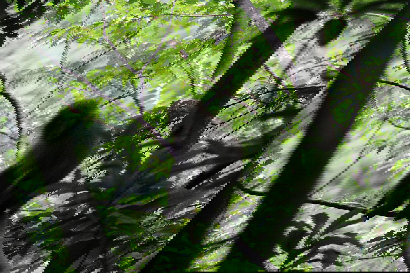 טיול מצולם ליפן המרהיבה: גלריה ענקית