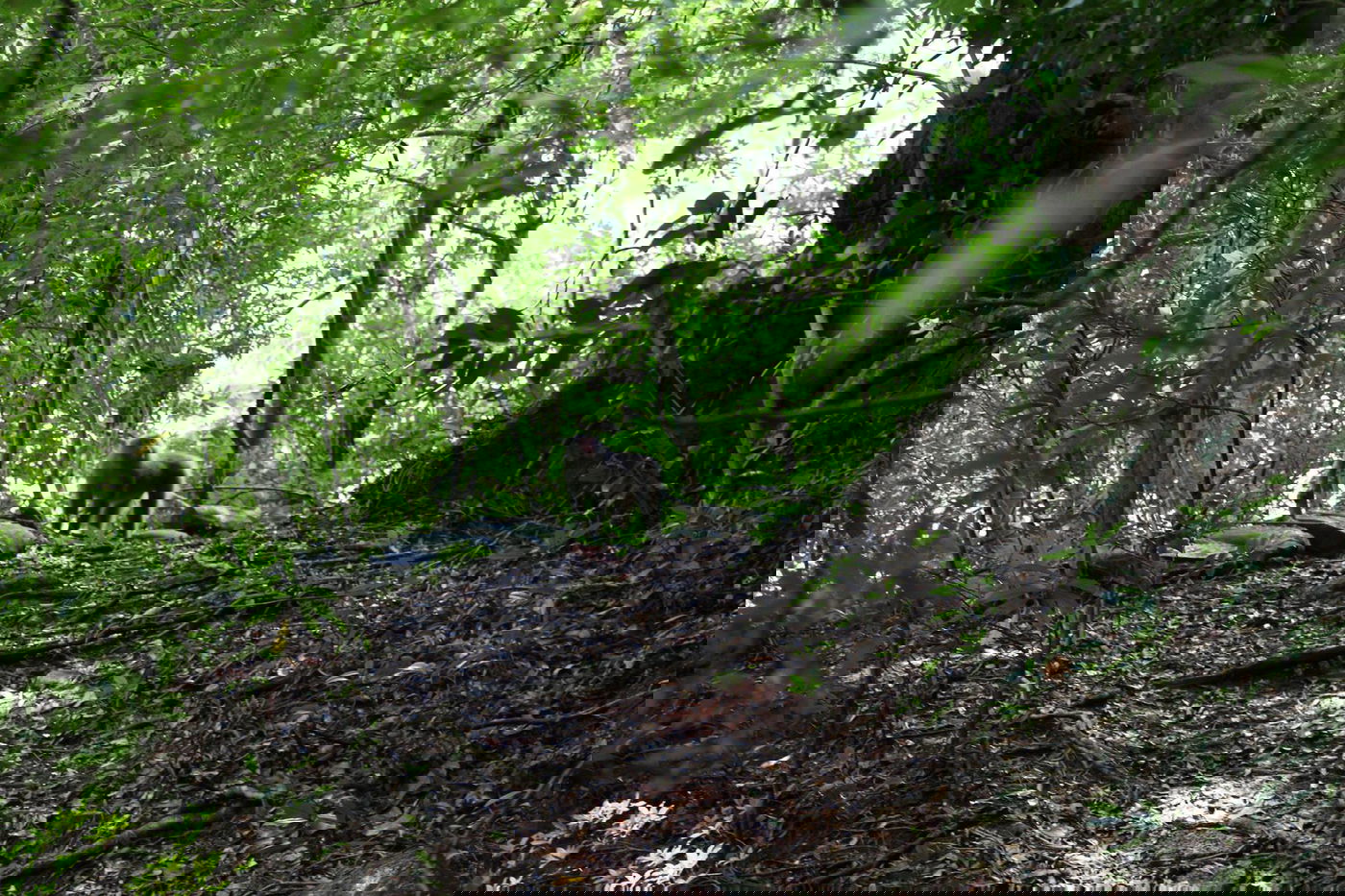 טיול מצולם ליפן המרהיבה: גלריה ענקית