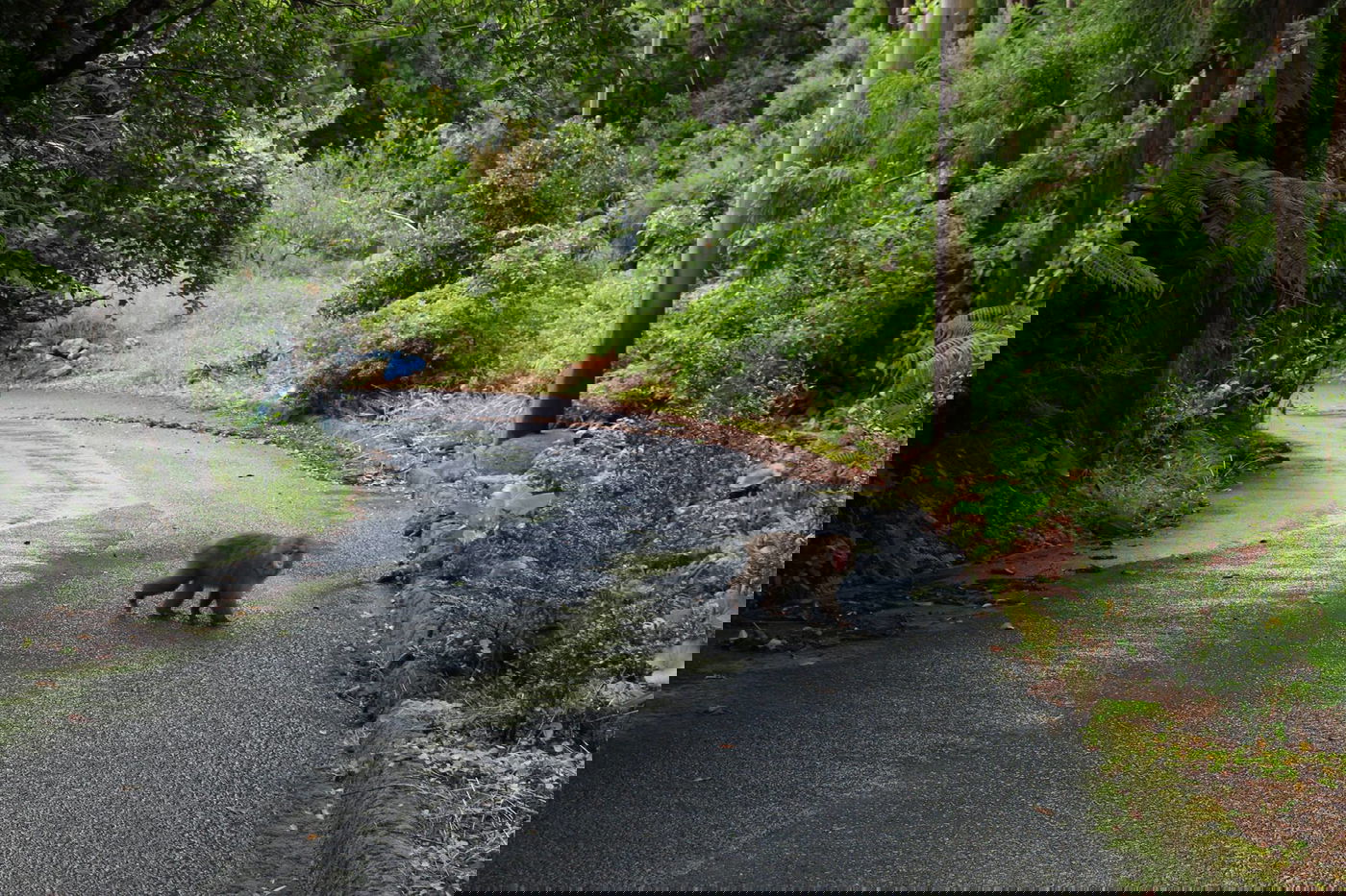 טיול מצולם ליפן המרהיבה: גלריה ענקית