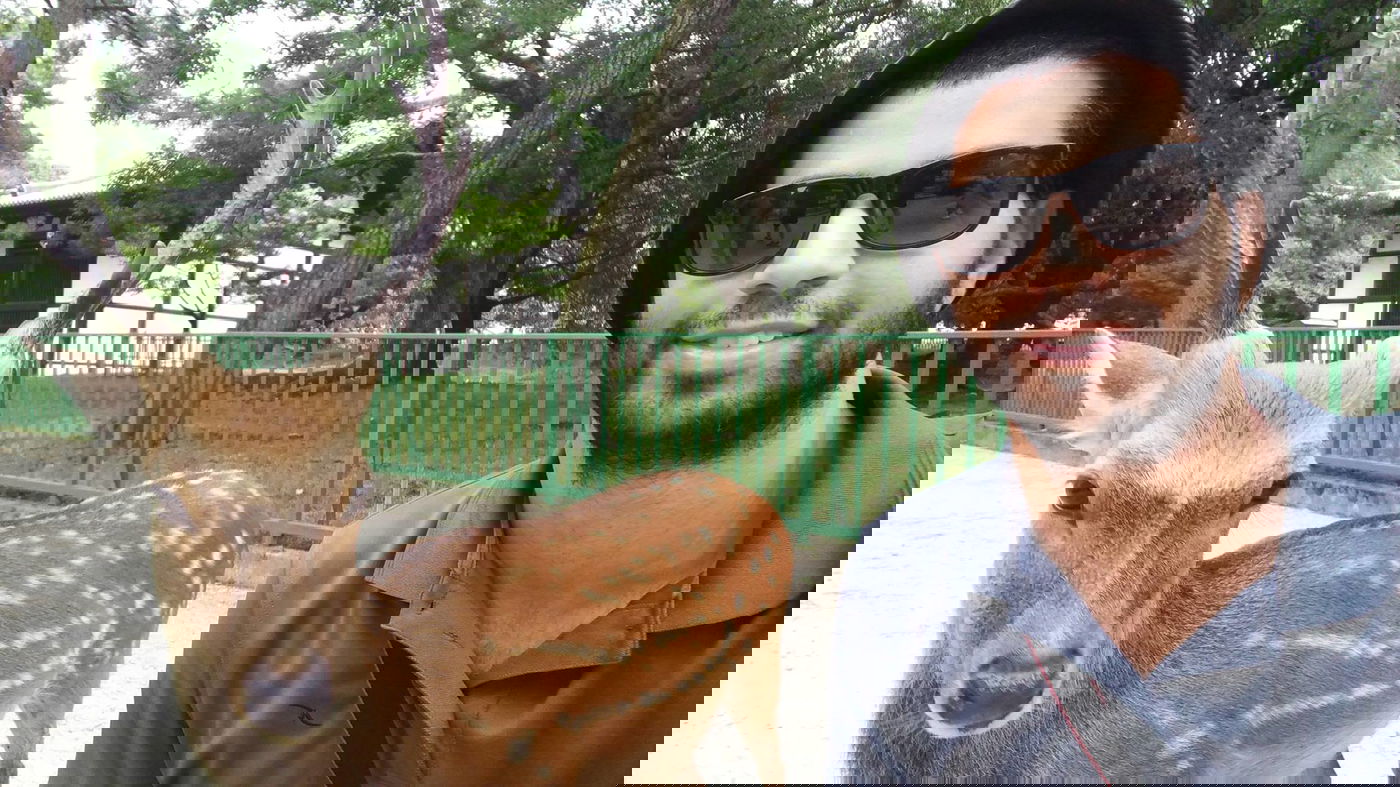 טיול מצולם ליפן המרהיבה: גלריה ענקית