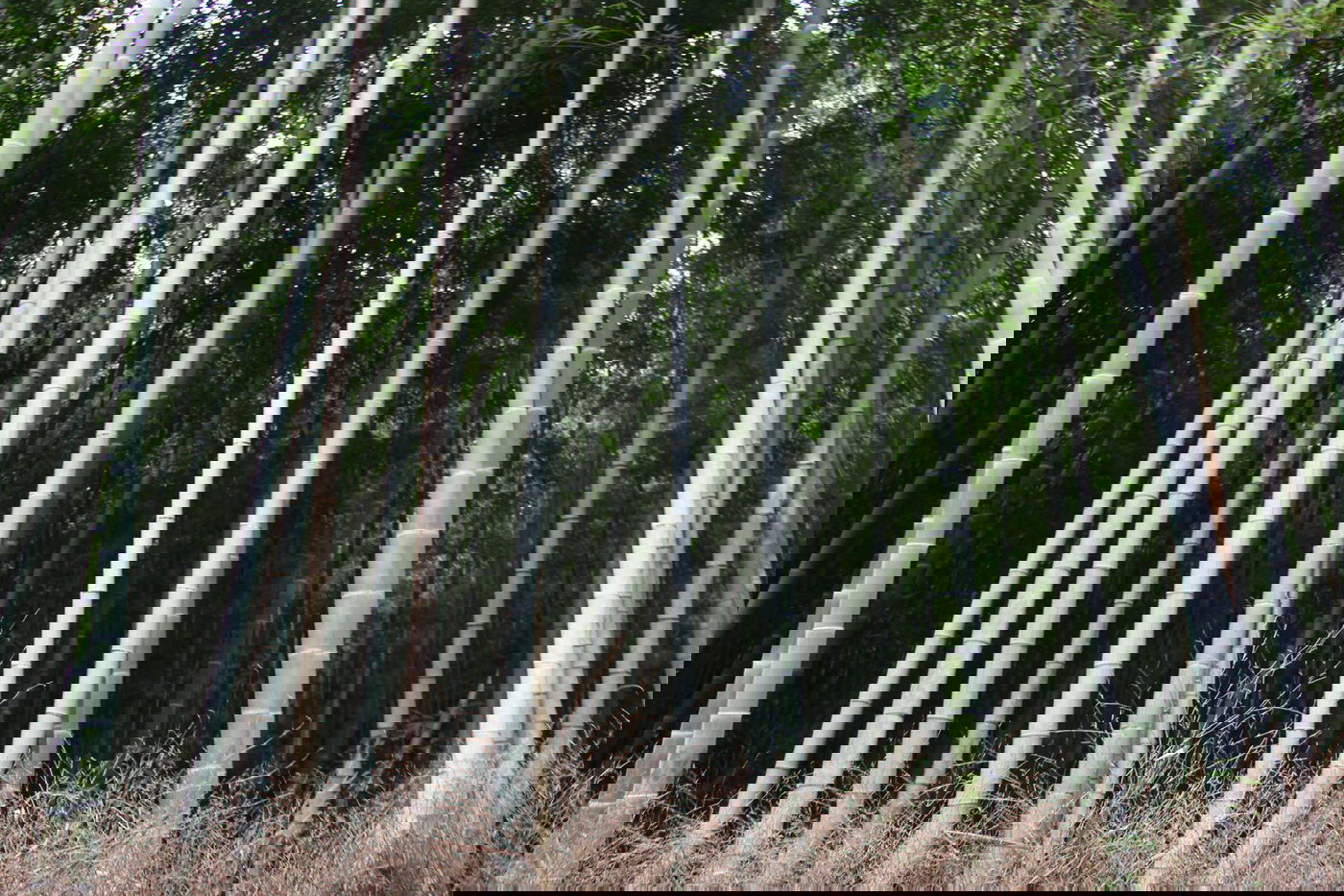 טיול מצולם ליפן המרהיבה: גלריה ענקית