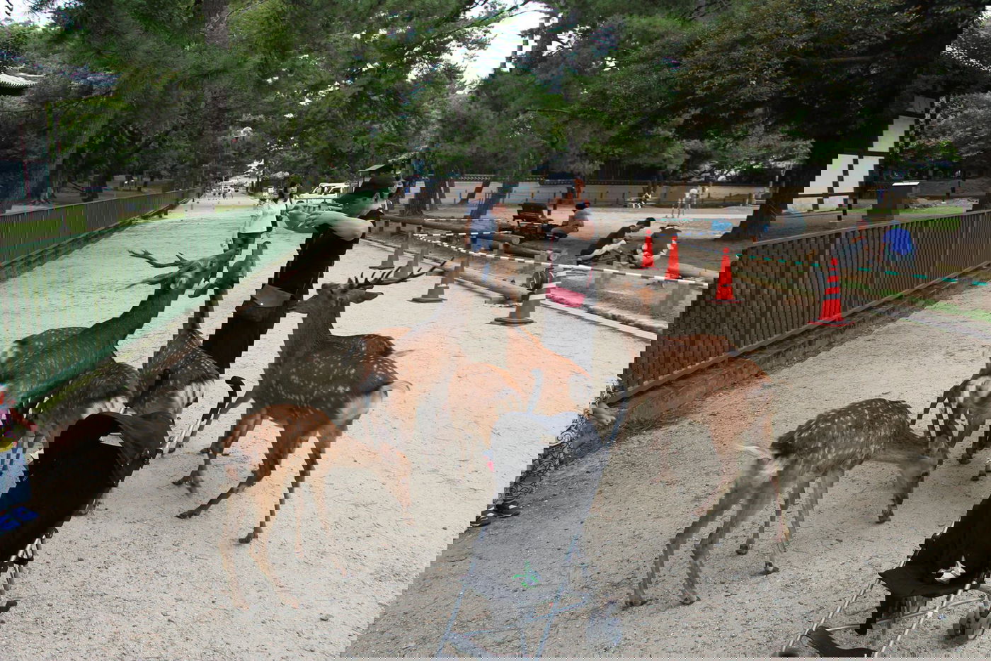 טיול מצולם ליפן המרהיבה: גלריה ענקית