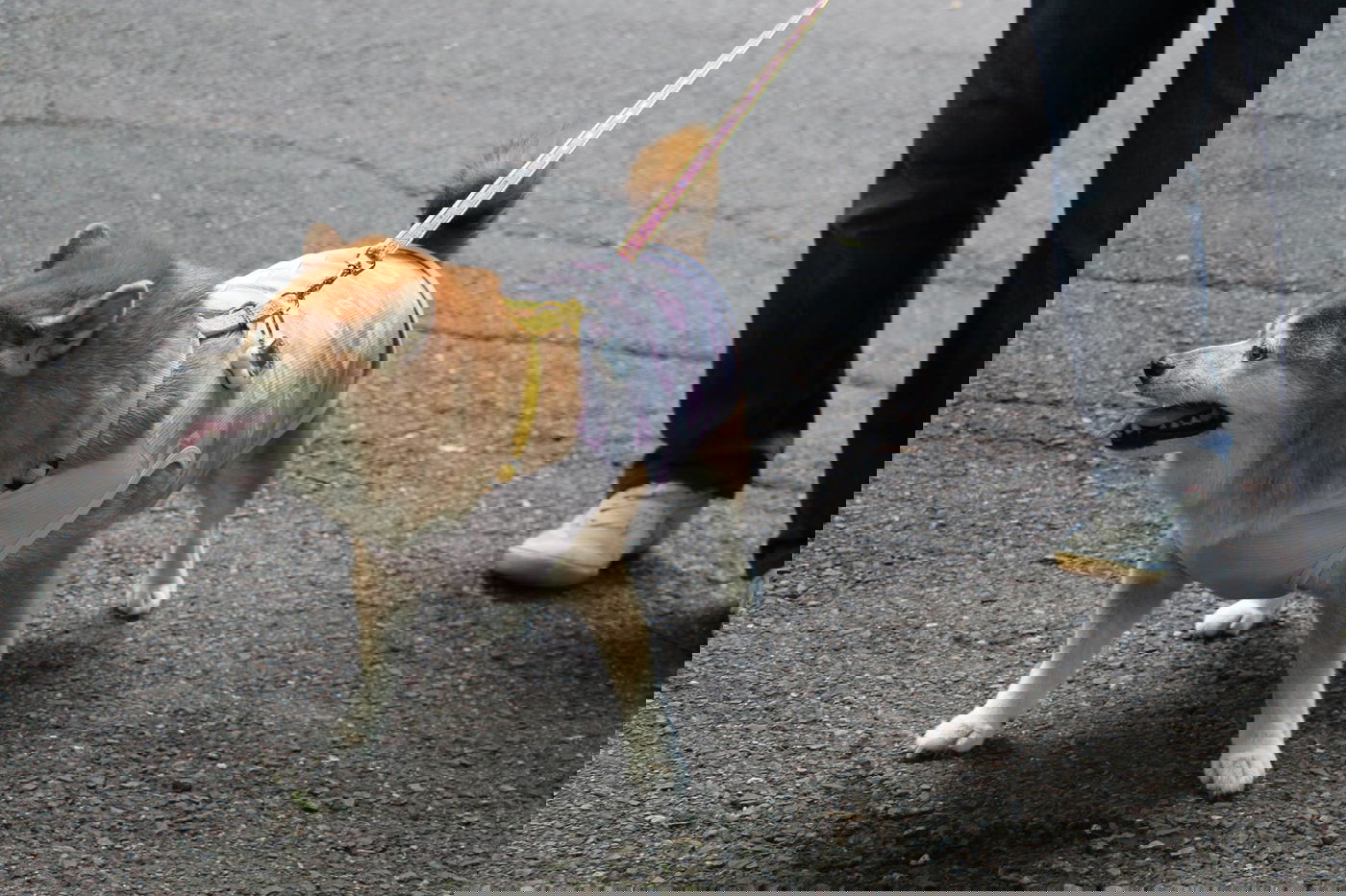 טיול מצולם ליפן המרהיבה: גלריה ענקית