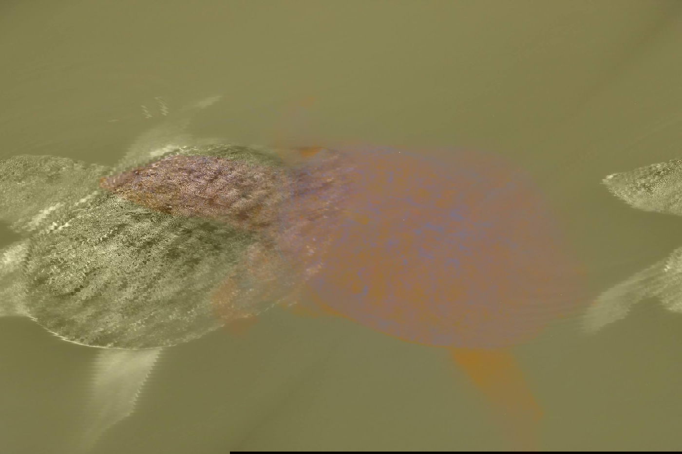 טיול מצולם ליפן המרהיבה: גלריה ענקית