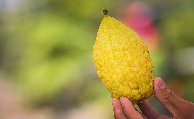 שוק ארבעת המינים בצפת • צפו בגלריה