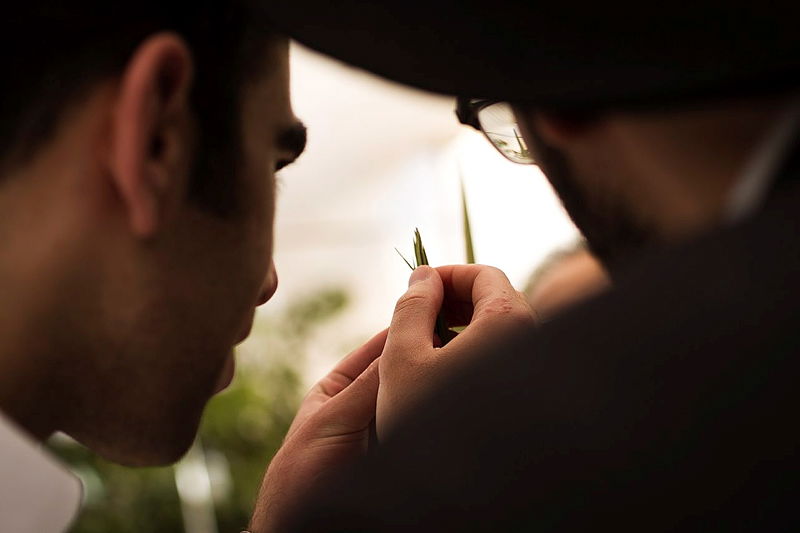 בודקים לולבים. ארכיון