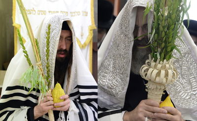מצוות החג: צפו באדמו"רים מנענעים ארבעת המינים