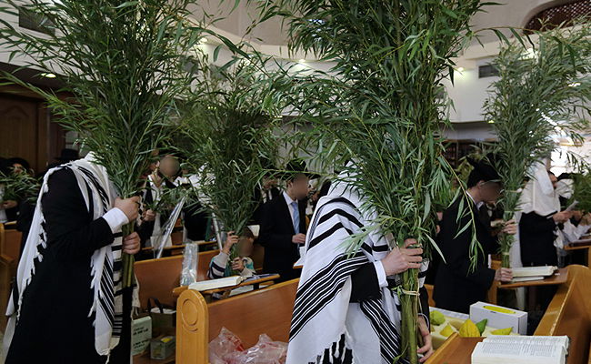 ג'רי, הערבה שלי // שמעון ברייטקופף