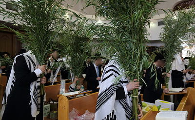 ג'רי, הערבה שלי // שמעון ברייטקופף