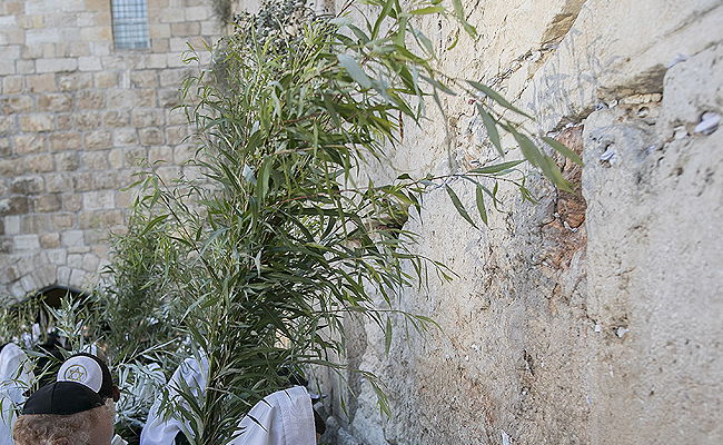 ג'רי, הערבה שלי // שמעון ברייטקופף