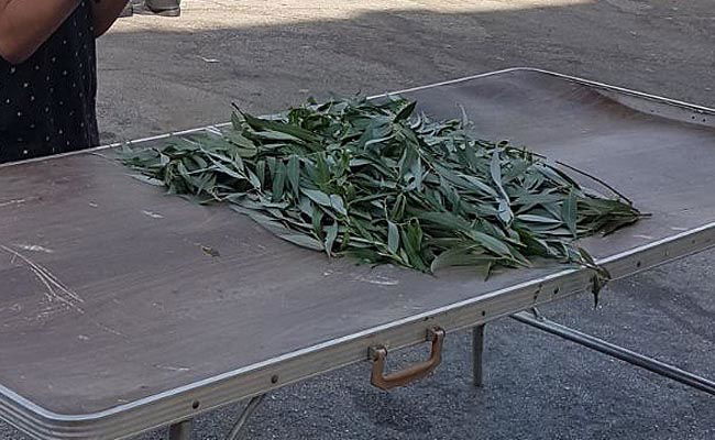 ג'רי, הערבה שלי // שמעון ברייטקופף