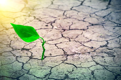 להיברא מתוך התוהו // פרשת בראשית