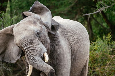 אילוסטרציה