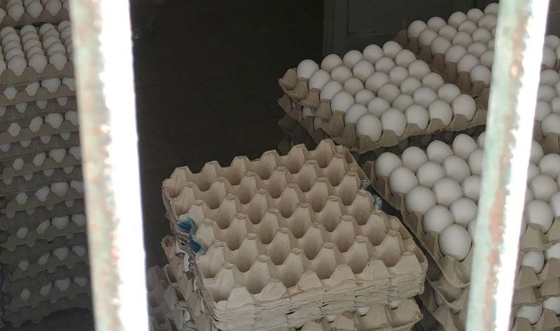 עשרות אלפי ביצים מוברחות נתפסו בדירה בירושלים