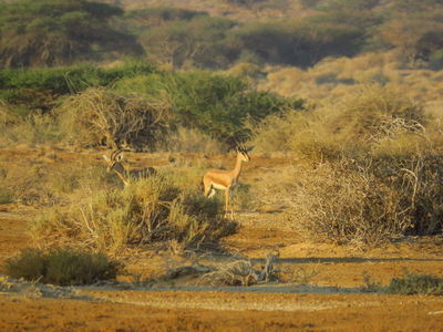 צבאים בספירה האחרונה
