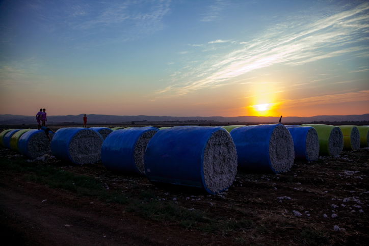 גלילי כותנה מול השקיעה  - גלריה מרהיבה