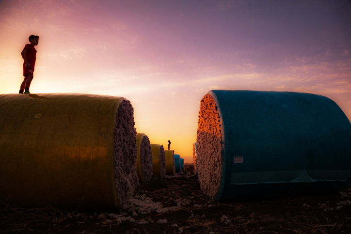 גלילי כותנה מול השקיעה  - גלריה מרהיבה