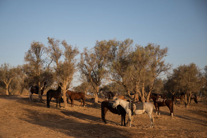 100 שנים לשיירת הסוסים האוסטרלית • צפו