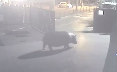 הספארי ברמת גן: היפופוטם ברח - וחזר. צפו