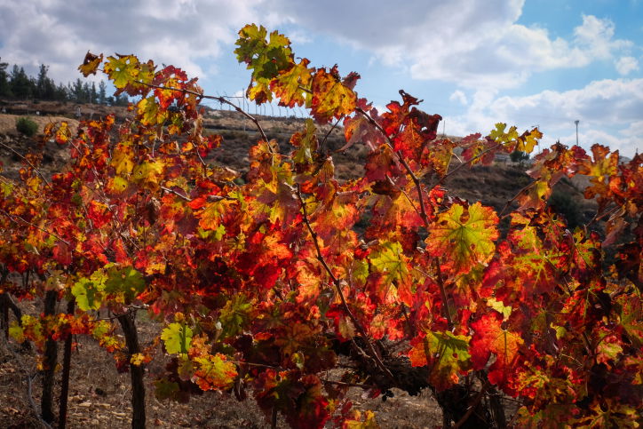 גפנים בגוש עציון