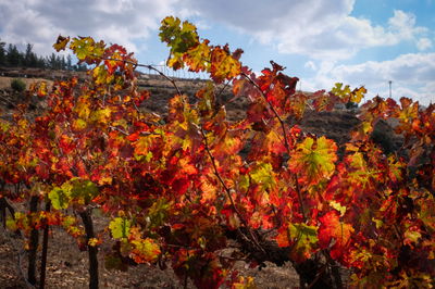 גפנים בגוש עציון