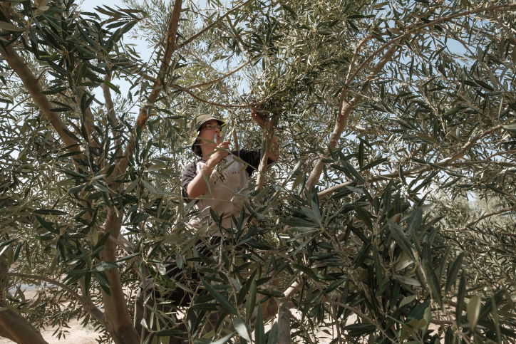 מעץ הזית ועד לבקבוק שמן הזית  - גלריה